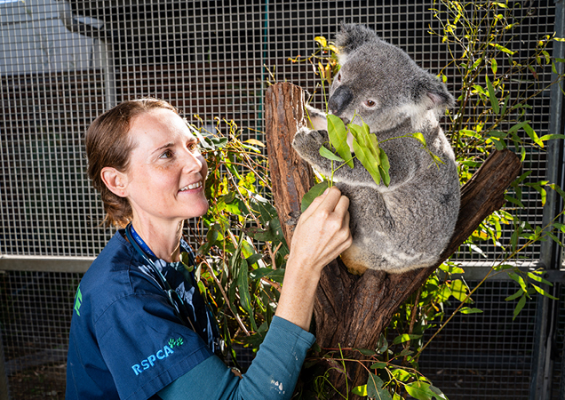 Koala in rehabilitation with an RSPCA Vet.